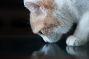 爱游戏ayx-英超冠军悬念：场场精彩，紧张刺激！，英超冠军分析