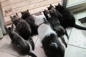 爱游戏app推荐-德甲团队合作：配合默契，攻防一体，德甲球队关系探究