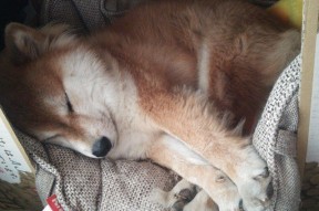 爱游戏-皇马青训再出新星，未来阵容值得期待