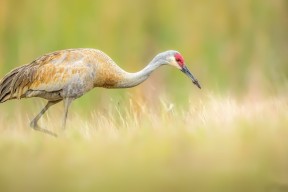 爱游戏app活动-体育产业投资者峰会聚焦发展新机遇，体育产业资讯