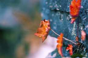 爱游戏官网-苏炳添讲述父亲影响泪洒采访现场，苏炳添家中采访视频