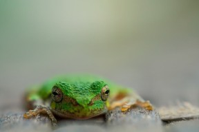 爱游戏app下载-罗马尼亚队赛制深度探讨：如何通过合理分配人员取得最佳战果，罗马尼亚队大名单