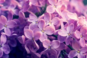 爱游戏官网-“尼古拉斯·桑特基的精准脚法，助力美洲狮队成为全球橄榄球新霸主”