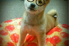 爱游戏入口-猛龙转会交易引发东部格局变化，猛龙队迁移