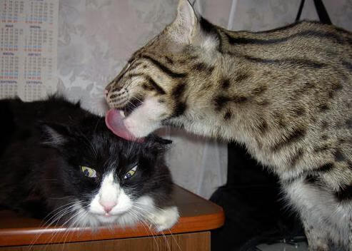 体育场馆运营智能结算系统设计与用户体验分析,体育场馆运营模式