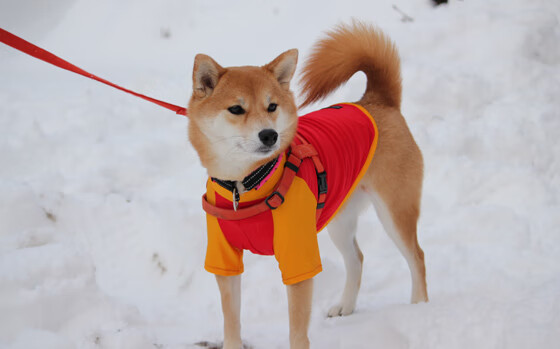 希腊女篮在欧洲锦标赛中奋发图强，追逐金牌梦想，希腊女篮直播
