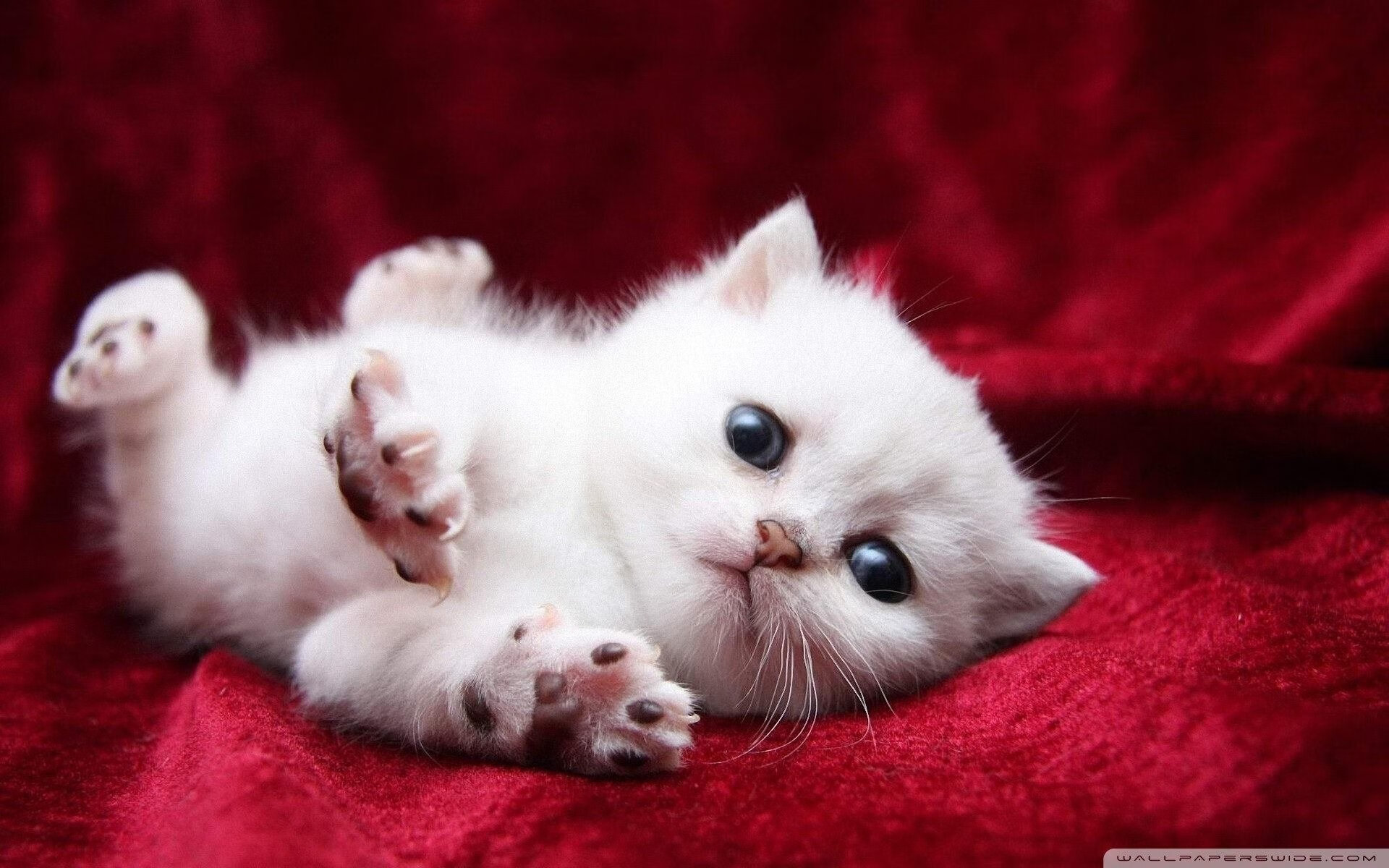 猛龙转会交易引发东部格局变化，猛龙队迁移